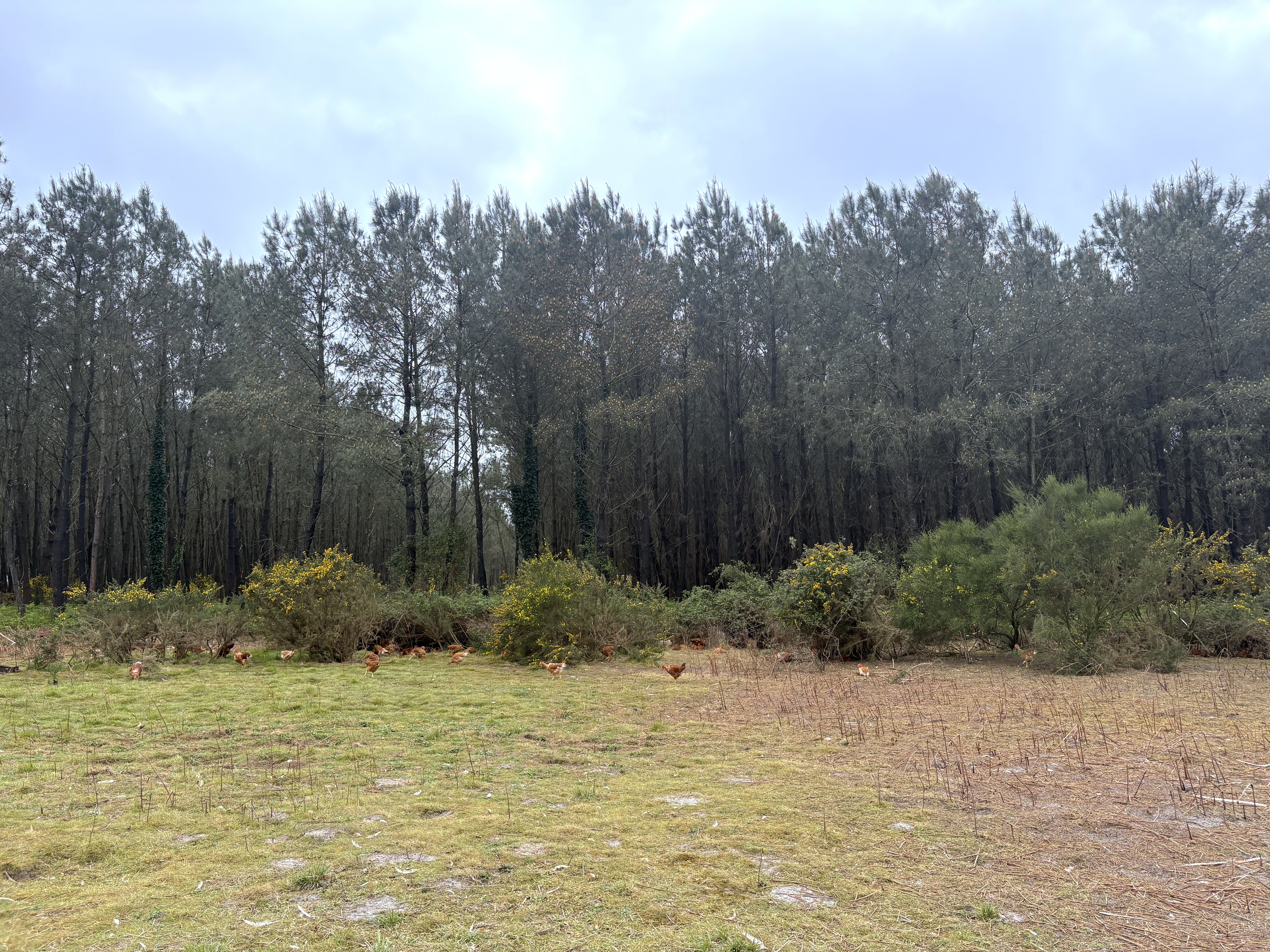 Volailles fermières en plein air dans la forêt landaise
